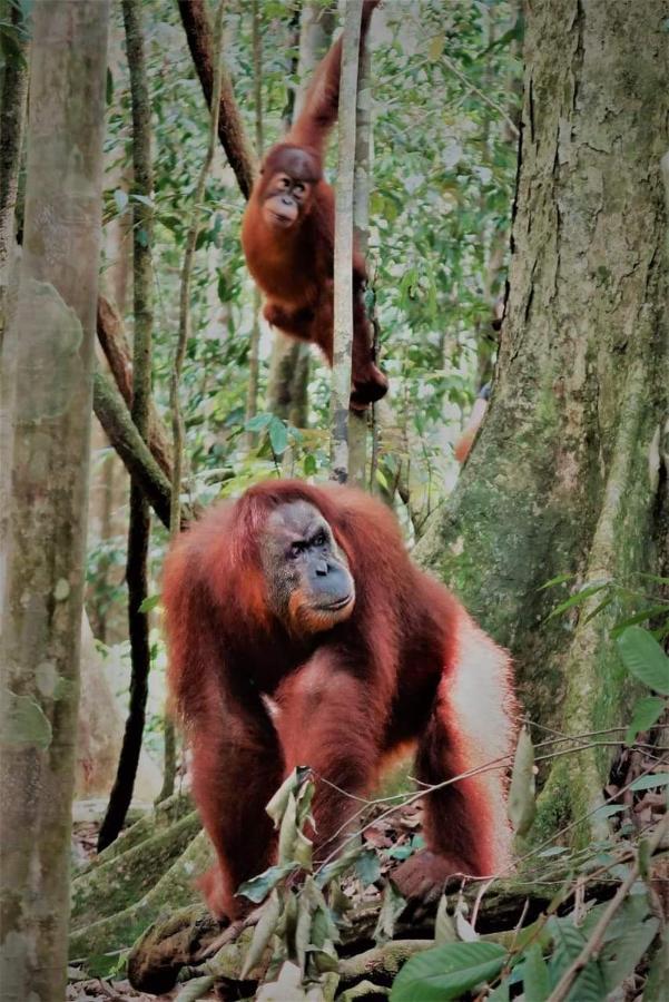 Bukit Lawang Hotel Kültér fotó