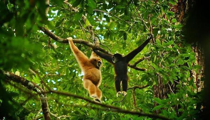 Bukit Lawang Hotel Kültér fotó