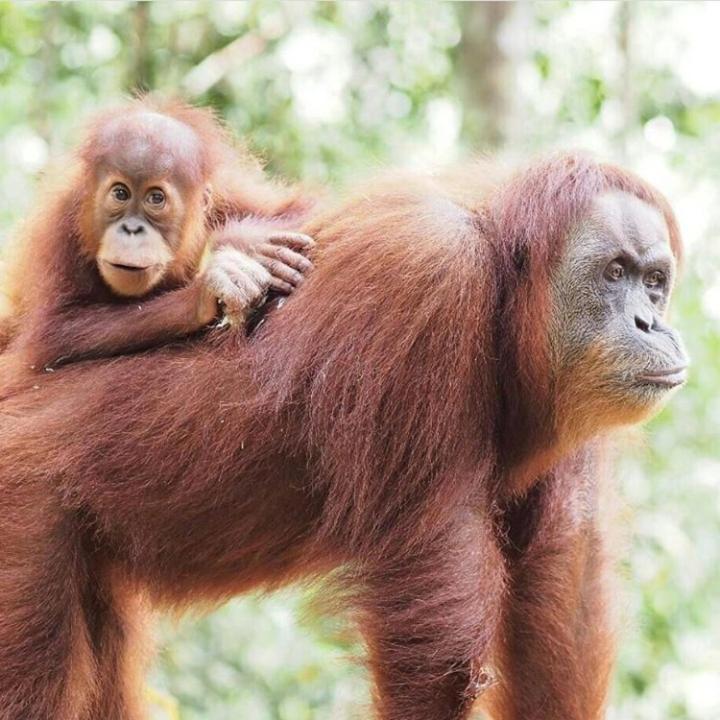 Bukit Lawang Hotel Kültér fotó