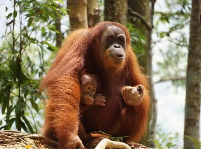 Bukit Lawang Hotel Kültér fotó