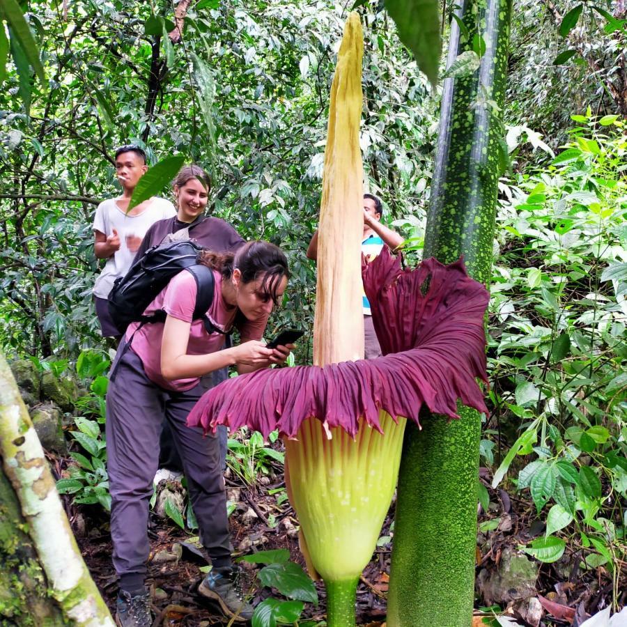 Bukit Lawang Hotel Kültér fotó